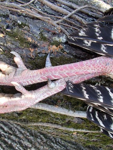 EASTER TURKEY 2014 012.jpg