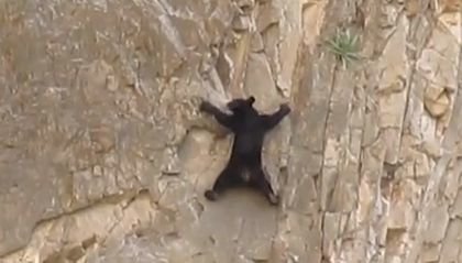 bear-climbing-.jpg
