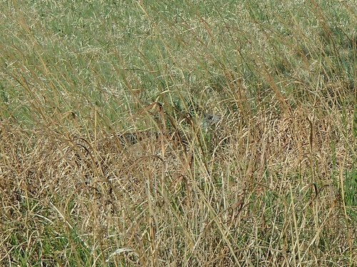 2014 Kansas 002.JPG