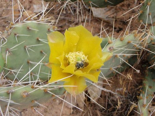 cactus flower.jpg
