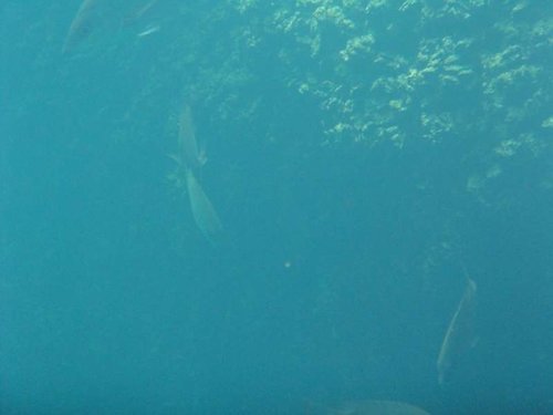 fish at Ocean Hole Rock Sound 2.jpg