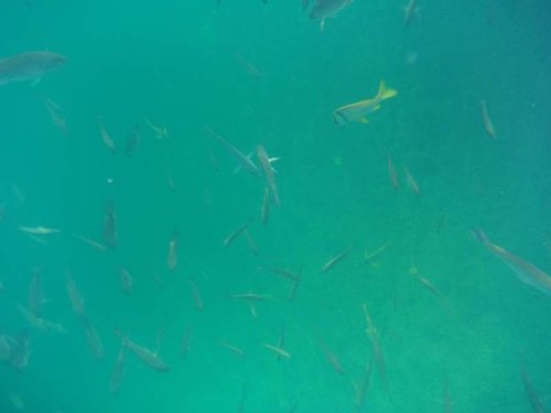 fish at Ocean Hole Rock Sound 3.jpg