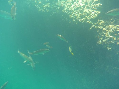 fish at Ocean Hole Rock Sound 5.jpg