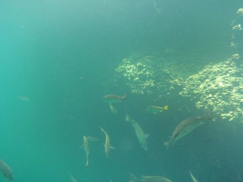 fish at Ocean Hole Rock Sound 7.jpg