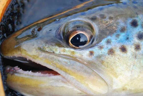 fish8.jpg