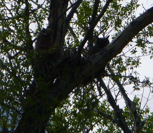 Owl chick+adult WY 2014 #2 sized.jpg