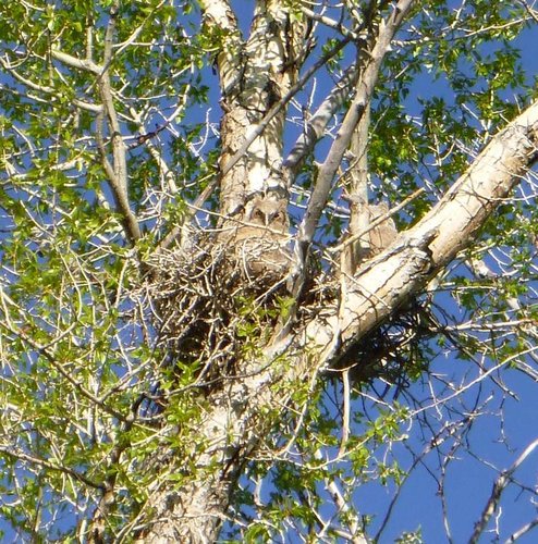 Owls cropped 2014 WY80%.jpg