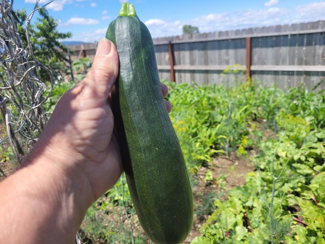 Zucchini.jpg