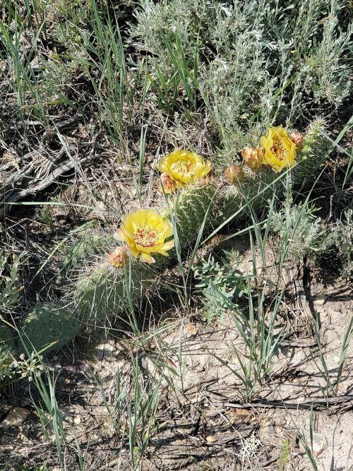 Prickly Pear blooming.jpg