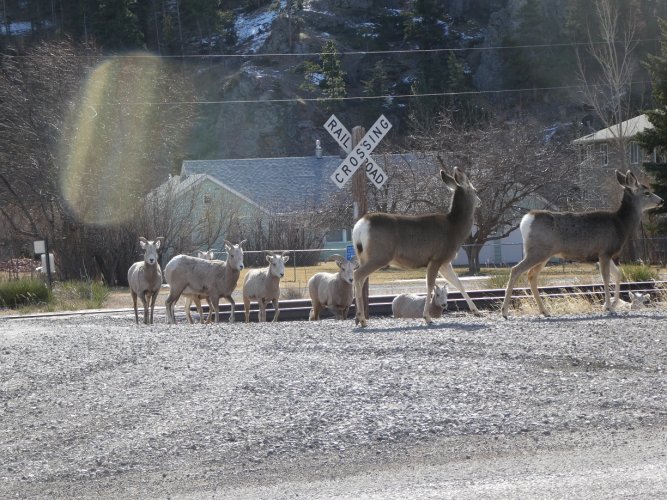 Sheep and Deer crossing.JPG Sheep and Deer crossing.JPG