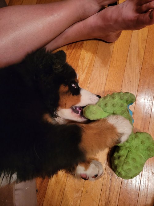 20210926 Wasatch Greg Hendersons Bernese.jpg 20210926 Wasatch Greg Hendersons Bernese.jpg