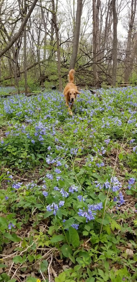 Gus in the bluebells.jpg Gus in the bluebells.jpg