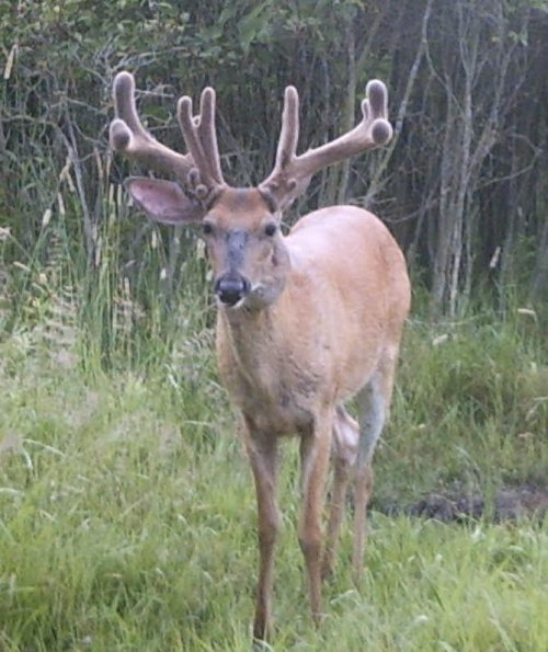 Big Buck July 16th updated pic south side of property-3.jpg