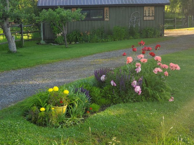 Driveway flowery display.jpg