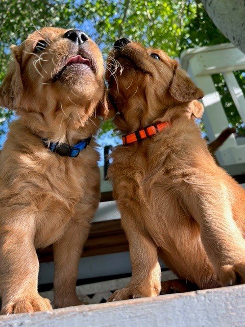 pup 1.jpg