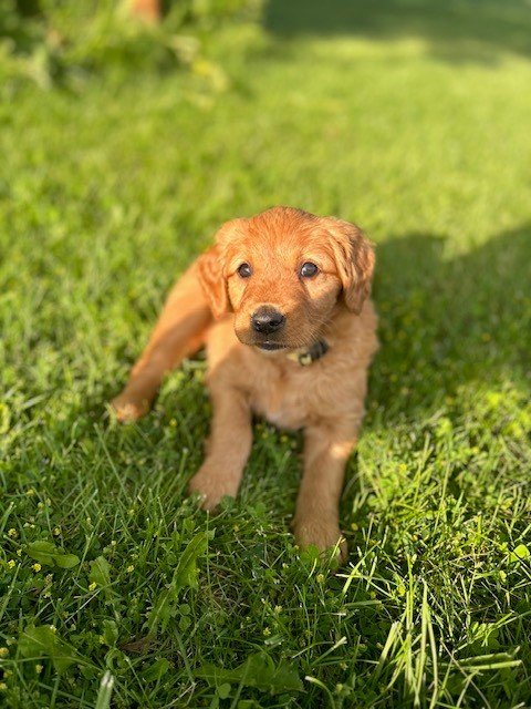 pup 10.jpg