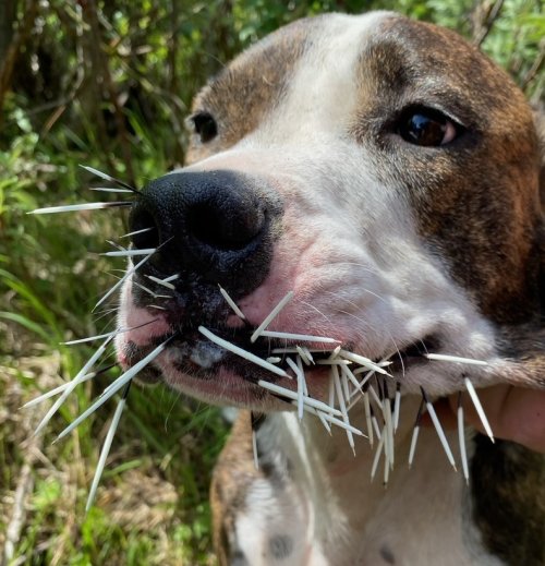 Girl meets Porcupine.jpg