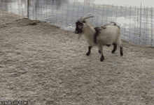 goat.gif goat.gif