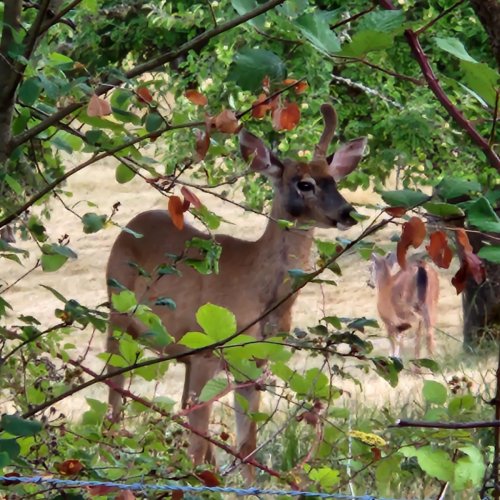 One horn buck 7.25.23.jpeg One horn buck 7.25.23.jpeg
