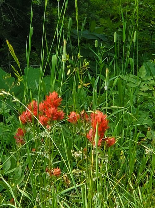 Indian Paintbrush.jpg