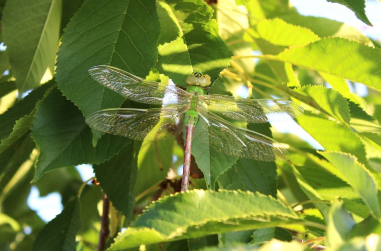 cyclops dragonfly.JPG