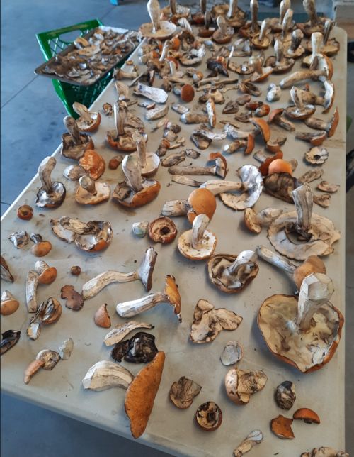 porcini.png