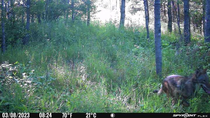 20230803 Coyote chasing fawn.jpg