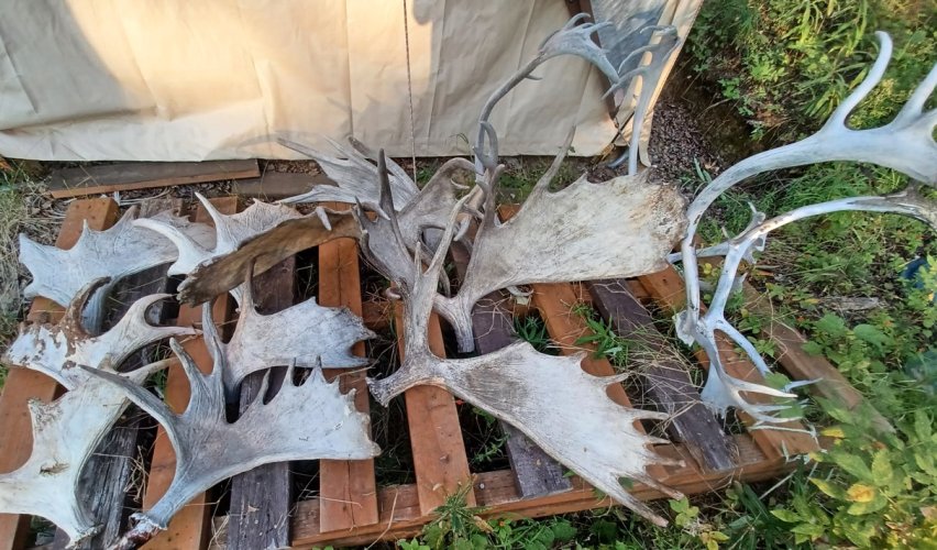 Fair Price For Selling Antlers?