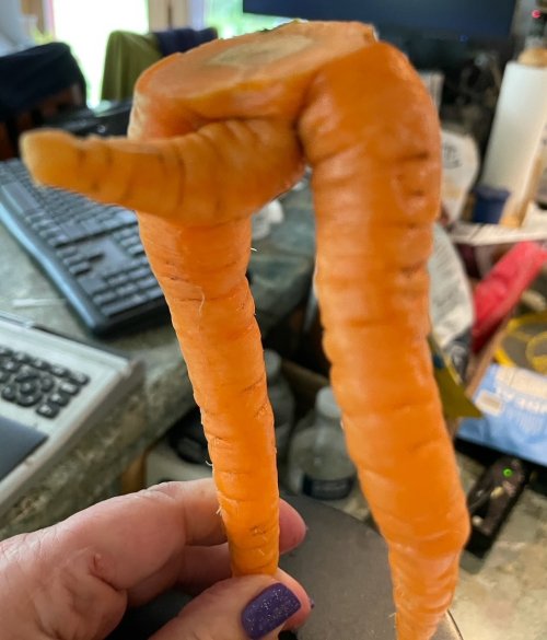 Hardon for carrots.jpg