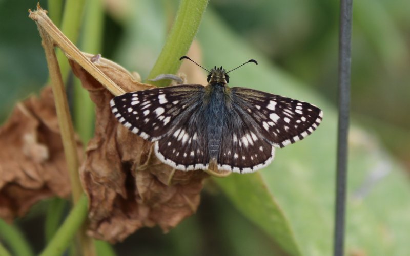 black and white butterfly.JPG