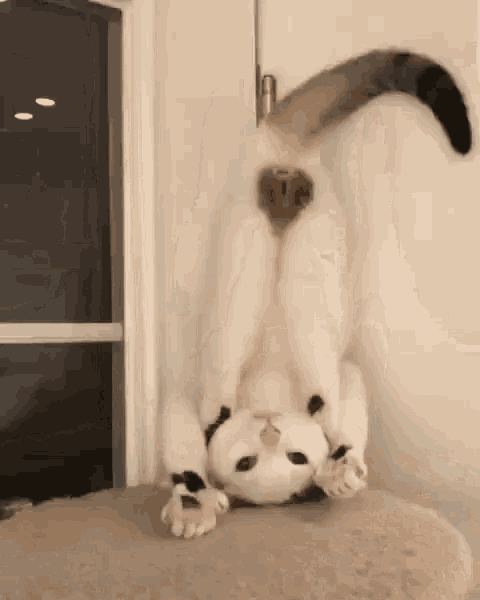 1692884528540.gif 1692884528540.gif