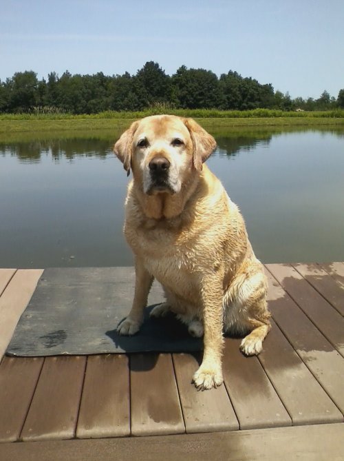 deuce on dock.jpg