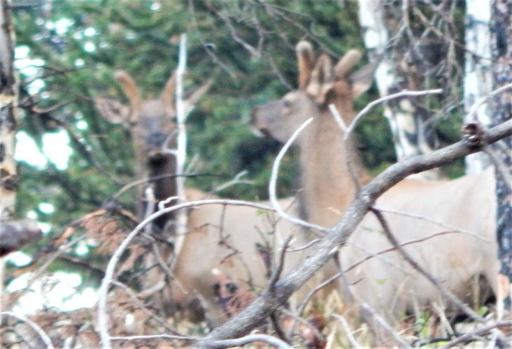 elk spike twins bad focus 8.24.23.JPG