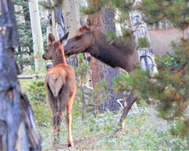 elk mom  calf 8.22.23.JPG