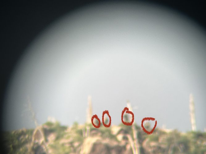 IMG_5255.jpeg IMG_5255.jpeg