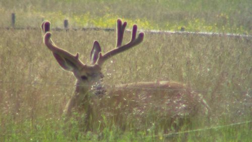 deer and garden 028.jpg