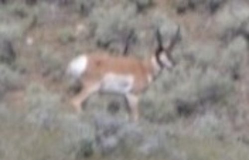buck1crop2.jpg