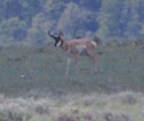 buck2acrop.jpg