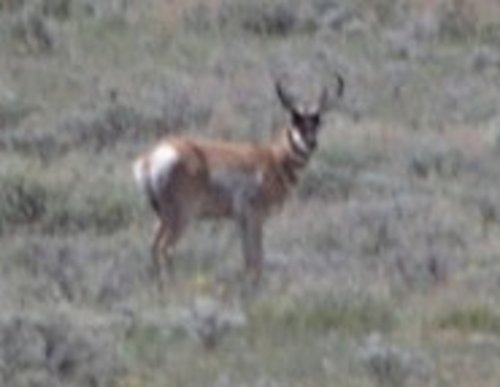 buck2bcrop.jpg
