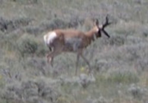 buck2ccrop.jpg