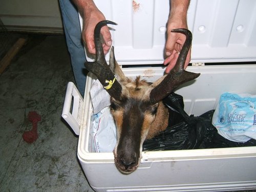 Antelope 2 2010.jpg