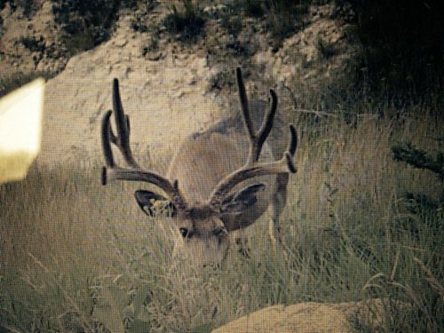 nd buck.jpg