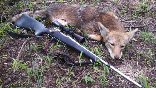 coyote.jpg coyote.jpg