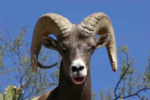 bighornsheep1_900.jpg