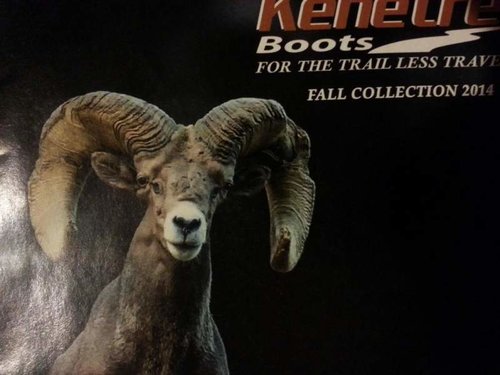 sheep.jpg