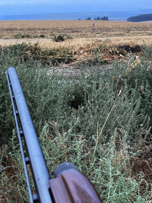 dove_opener_23.jpg dove_opener_23.jpg