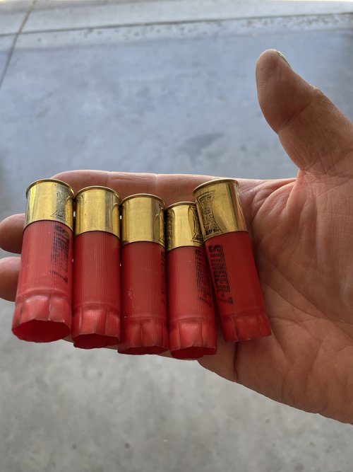 shells.jpg shells.jpg