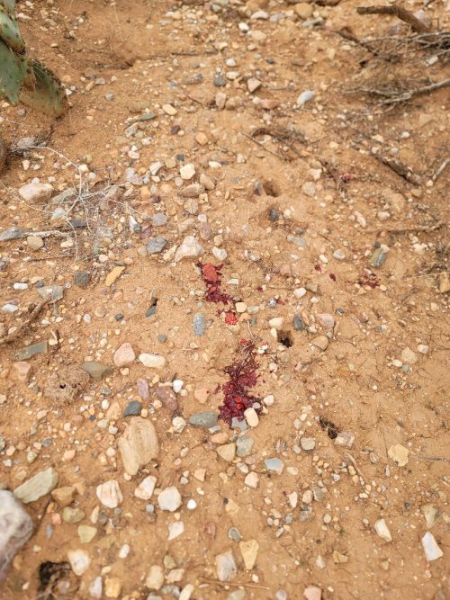 blood 3.jpeg blood 3.jpeg