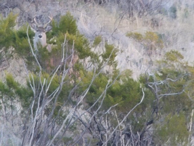 coues 1.jpeg coues 1.jpeg