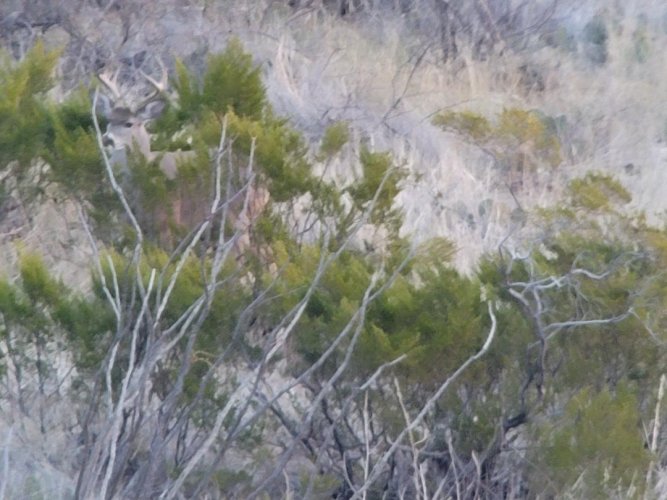 coues 2.jpeg coues 2.jpeg